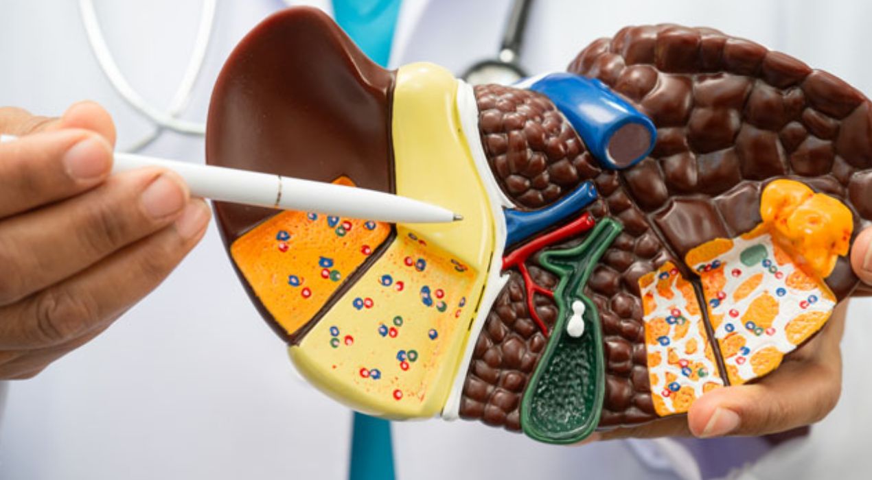 درجات تليف الكبد 2026: تعرف على المراحل وطرق العلاج