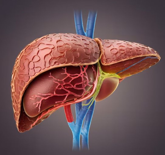 علاج تضخم الكبد